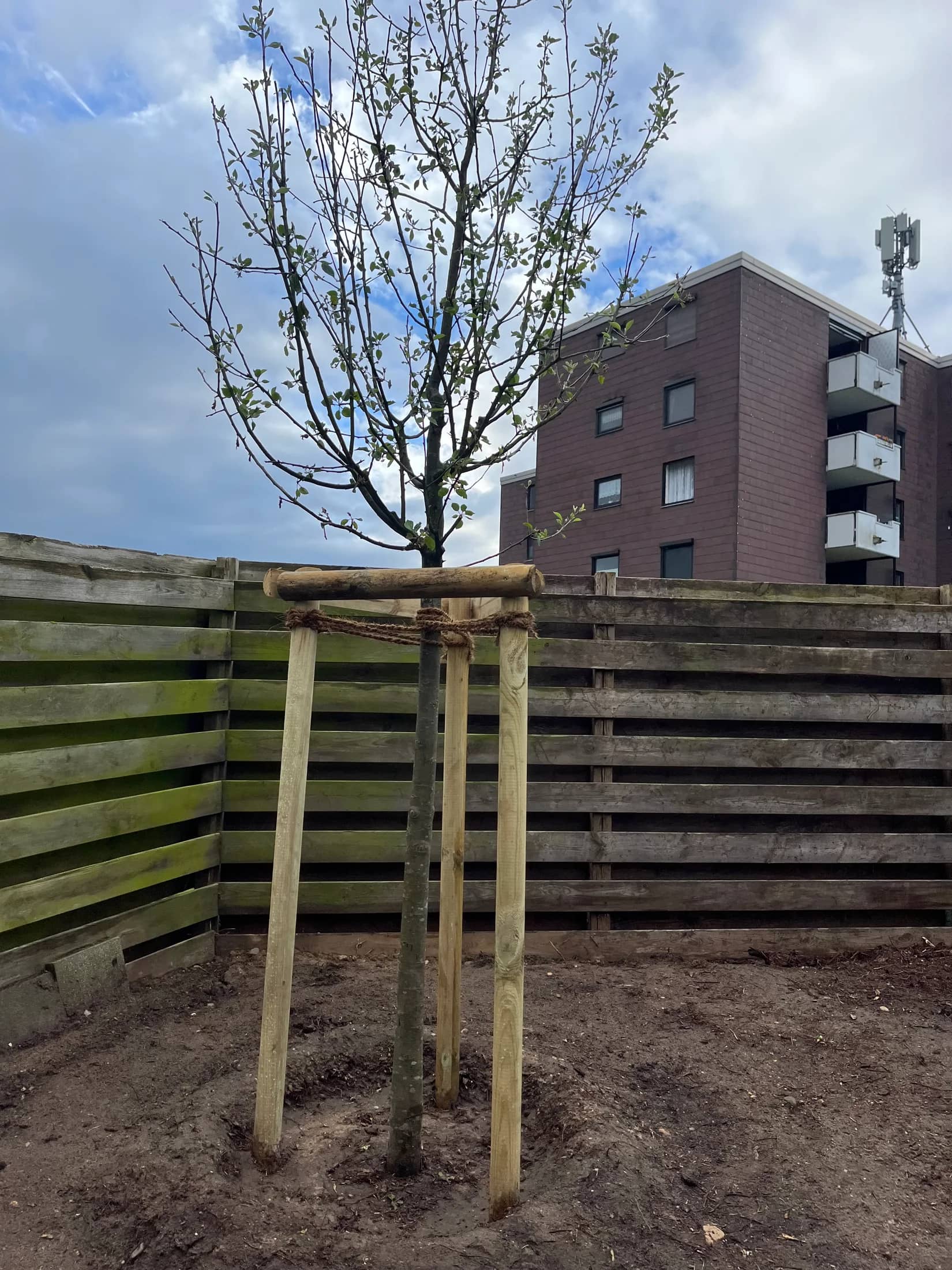 Junger Gartenbaum mit fachgerecht gesetzter Holzstütze