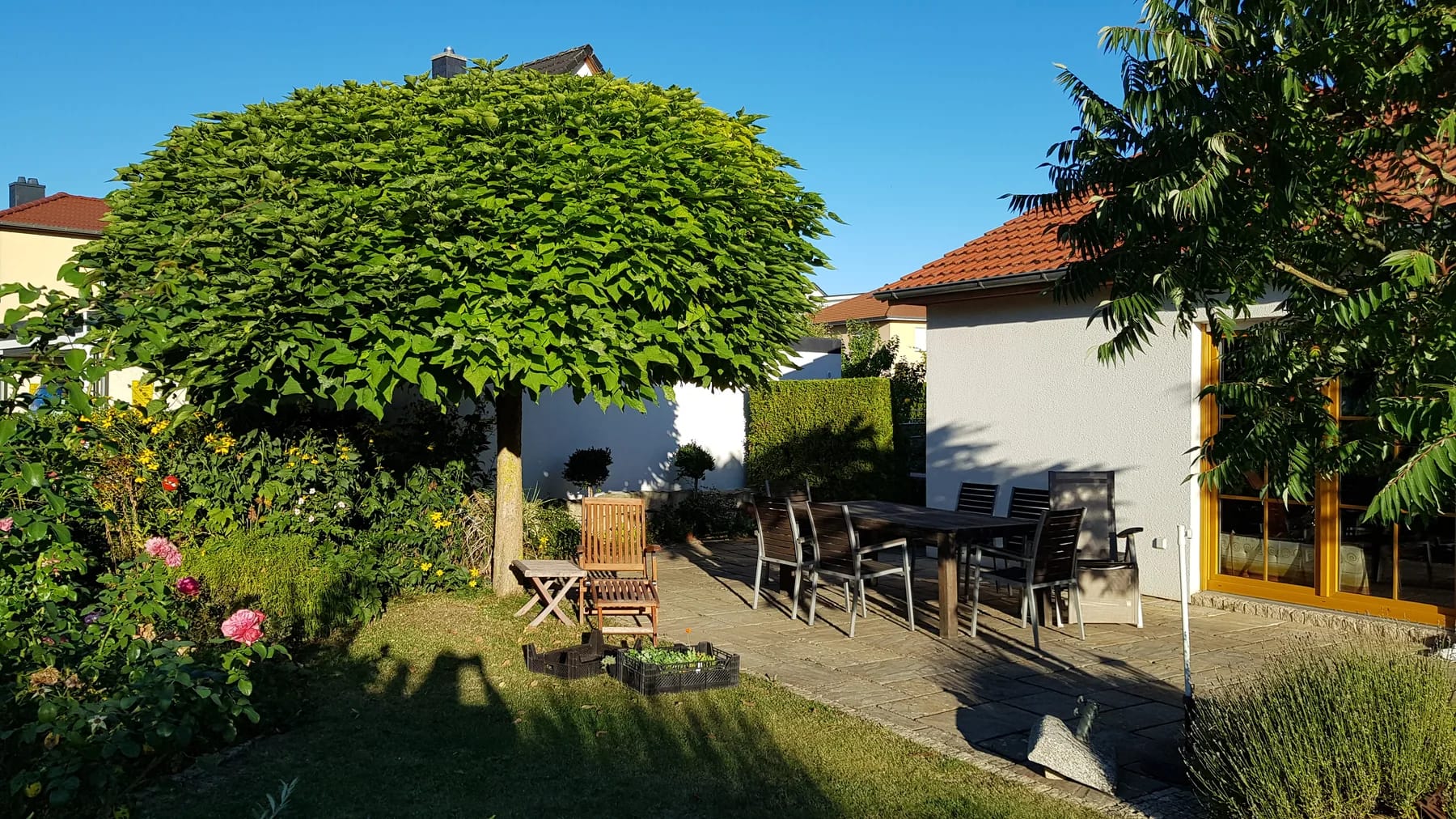 Sonniger Garten mit Terrasse und einem großen, kugelförmig geschnittenen Baum