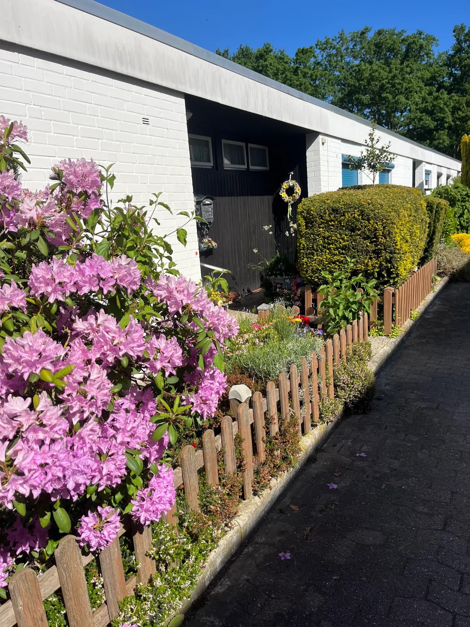 Blühende Rhododendren und gepflegte Gehölze an einem Gartenzaun